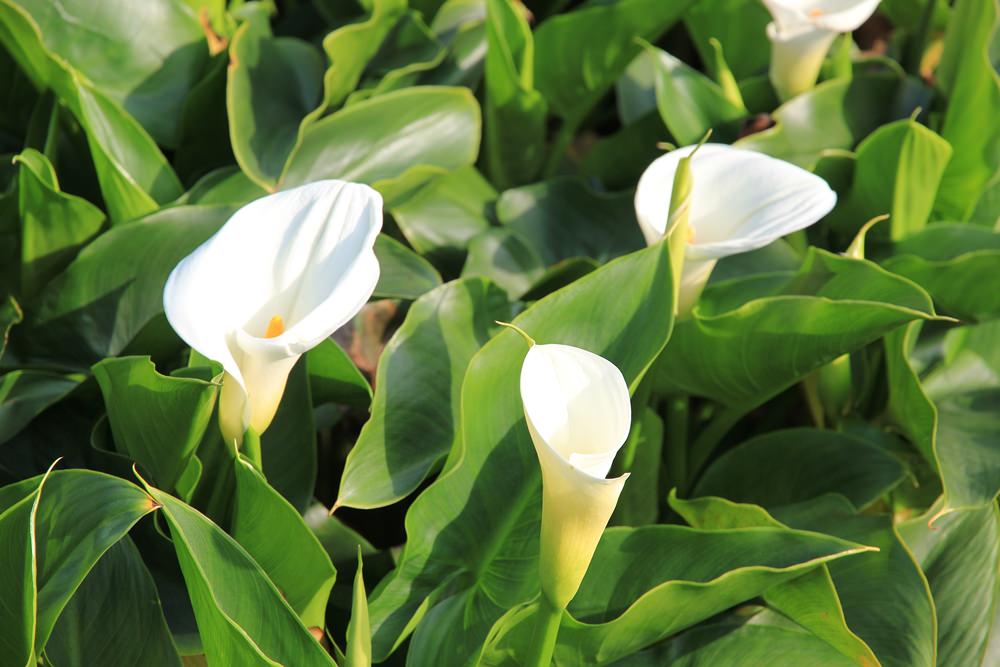 陽明山竹子湖海芋季 | 季節限定色！浪漫白色海芋花田美麗盛開中～