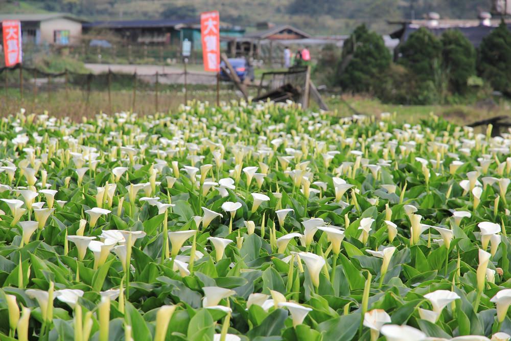 陽明山竹子湖海芋季 | 季節限定色！浪漫白色海芋花田美麗盛開中～