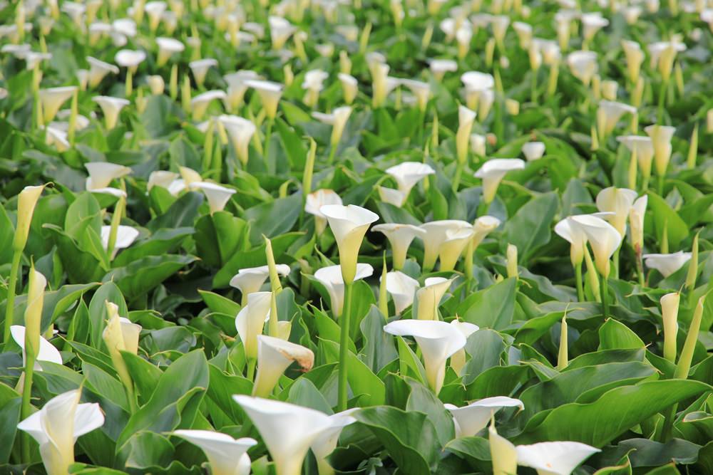 陽明山竹子湖海芋季 | 季節限定色！浪漫白色海芋花田美麗盛開中～