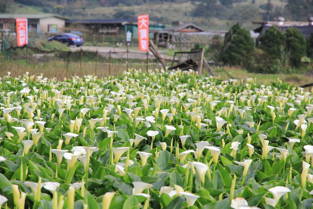 陽明山竹子湖海芋季 | 季節限定色！浪漫白色海芋花田美麗盛開中～