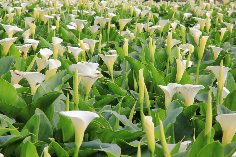 陽明山竹子湖海芋季 | 季節限定色！浪漫白色海芋花田美麗盛開中～