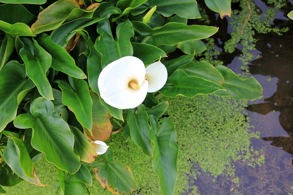 陽明山竹子湖海芋季 | 季節限定色！浪漫白色海芋花田美麗盛開中～