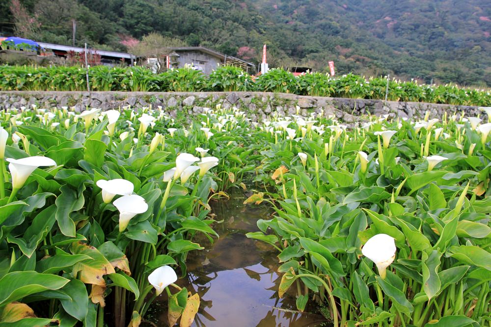 陽明山竹子湖海芋季 | 季節限定色！浪漫白色海芋花田美麗盛開中～