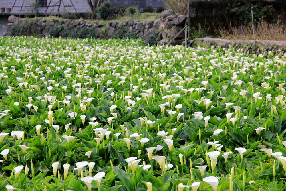 陽明山竹子湖海芋季 | 季節限定色！浪漫白色海芋花田美麗盛開中～