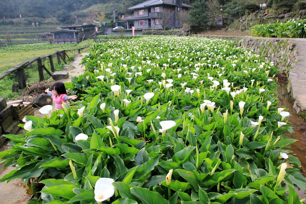 陽明山竹子湖海芋季 | 季節限定色！浪漫白色海芋花田美麗盛開中～