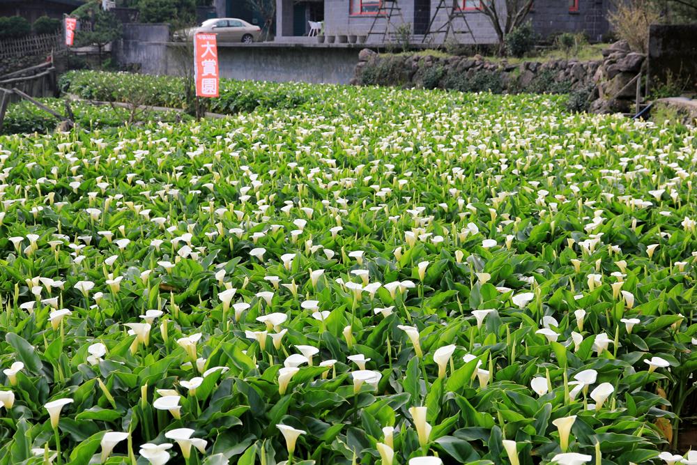 陽明山竹子湖海芋季 | 季節限定色！浪漫白色海芋花田美麗盛開中～