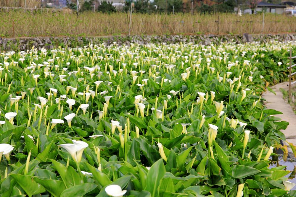 陽明山竹子湖海芋季 | 季節限定色！浪漫白色海芋花田美麗盛開中～