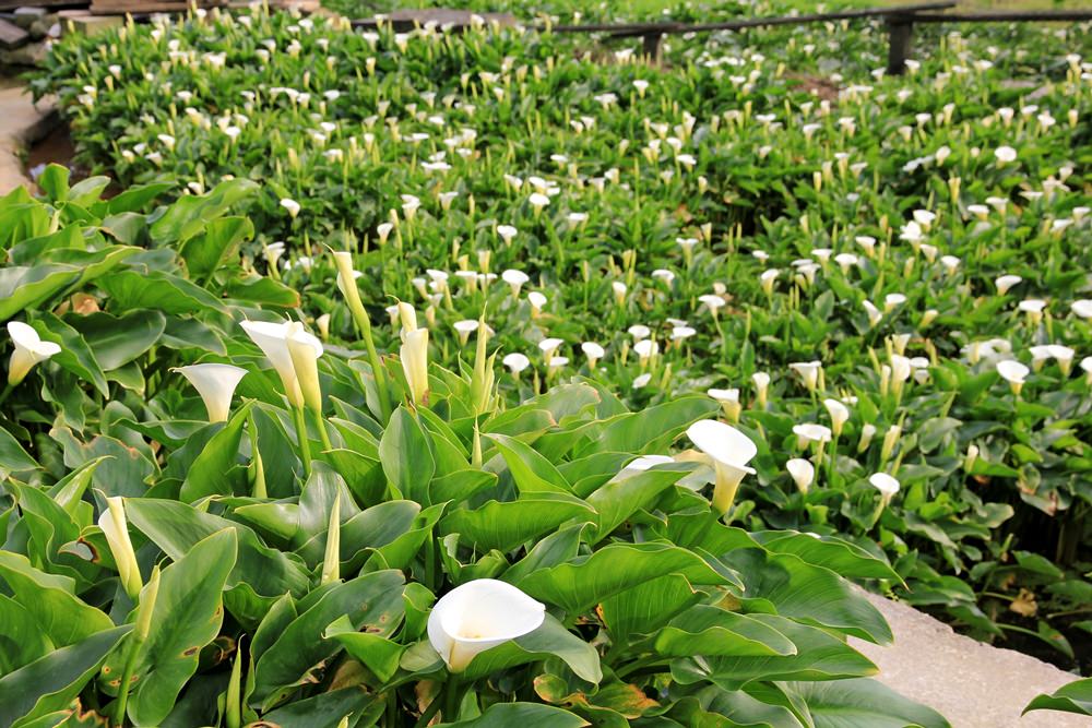 陽明山竹子湖海芋季 | 季節限定色！浪漫白色海芋花田美麗盛開中～