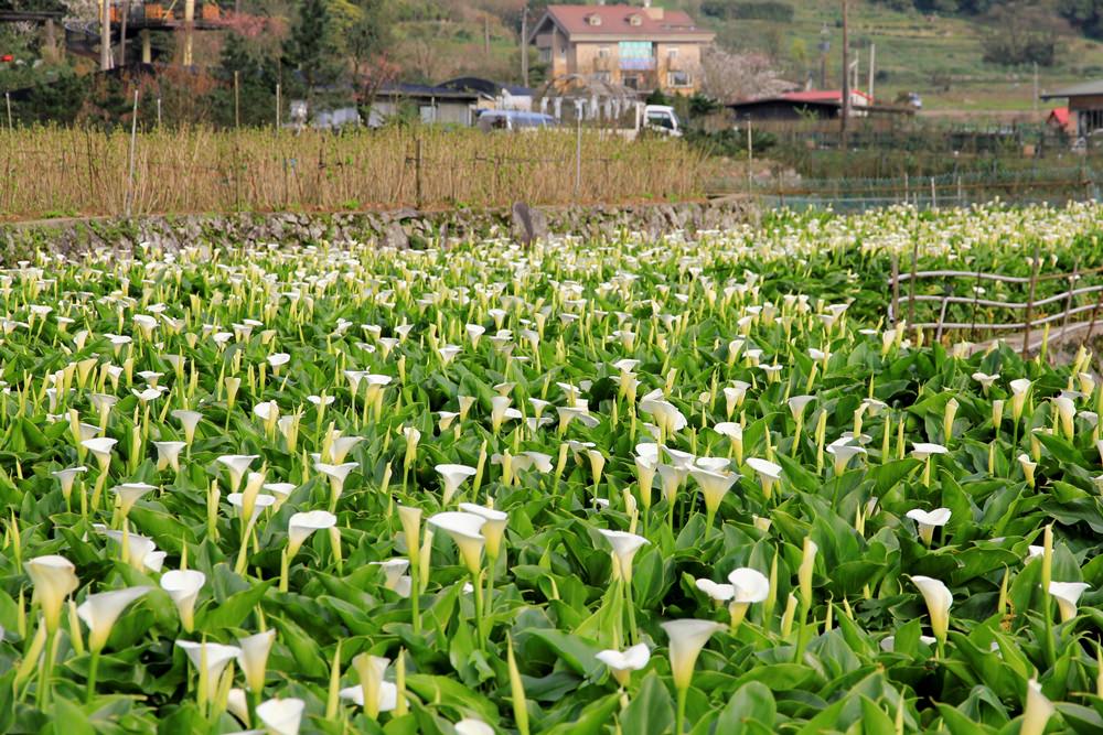 陽明山竹子湖海芋季 | 季節限定色！浪漫白色海芋花田美麗盛開中～