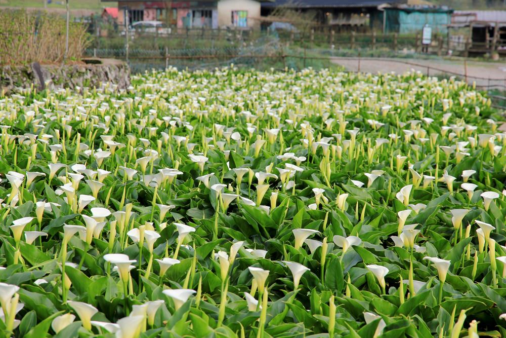 陽明山竹子湖海芋季 | 季節限定色！浪漫白色海芋花田美麗盛開中～