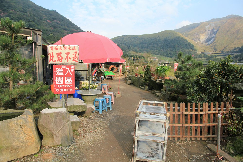 陽明山竹子湖海芋季 | 季節限定色！浪漫白色海芋花田美麗盛開中～