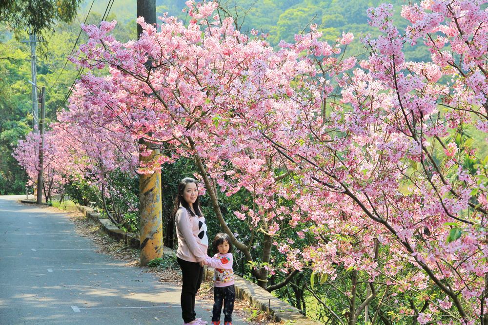 后里粉紅風暴 | 唯美賞櫻秘境！橘祥合院富士櫻花林大爆發！