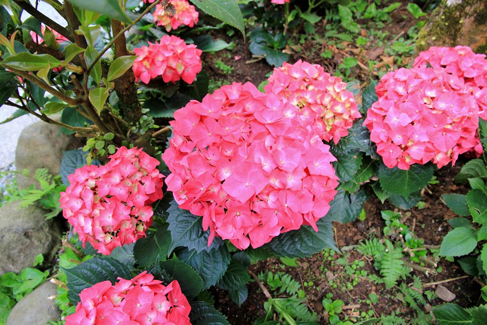 台北陽明山奧萬大樂活莊園，賞楓紅最佳景點，門票資訊介紹!!