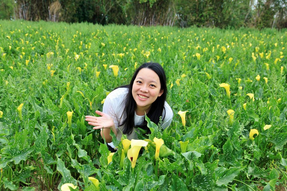 台中海芋季 | 外埔金黃色海芋田，大片浪漫海芋花海，讓你忘記城市煩憂～