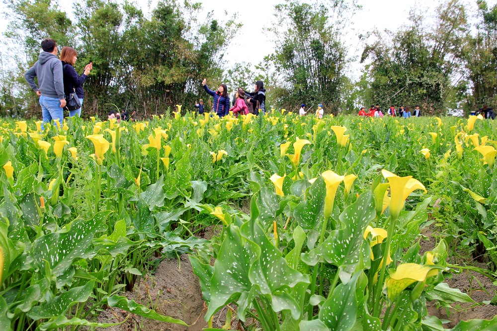 台中海芋季 | 外埔金黃色海芋田，大片浪漫海芋花海，讓你忘記城市煩憂～