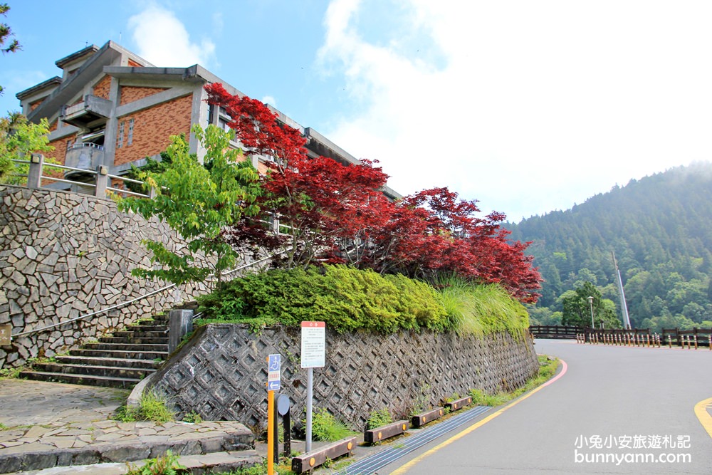 宜蘭太平山莊紅葉隧道，夏季超美火紅紫葉槭韻染翠綠山嵐