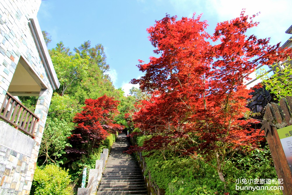 宜蘭太平山莊紅葉隧道，夏季超美火紅紫葉槭韻染翠綠山嵐