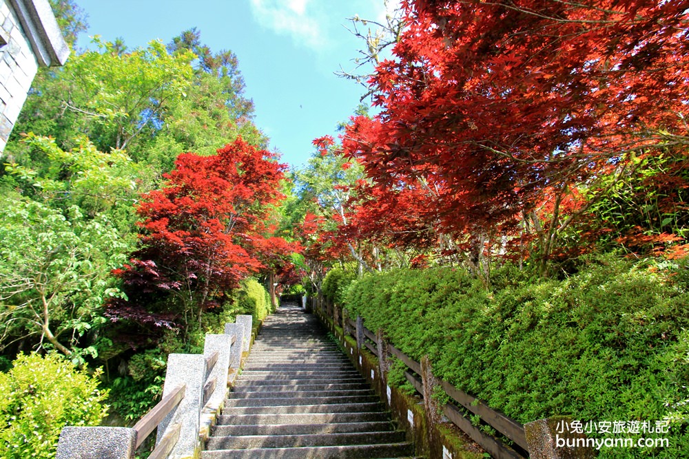 宜蘭太平山莊紅葉隧道，夏季超美火紅紫葉槭韻染翠綠山嵐