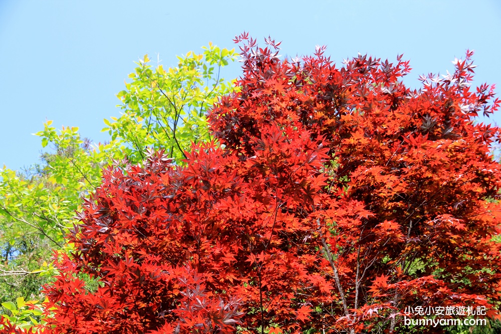 宜蘭太平山莊紅葉隧道，夏季超美火紅紫葉槭韻染翠綠山嵐