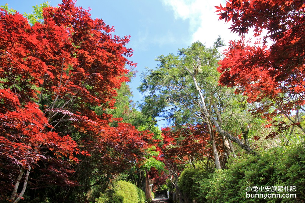 宜蘭太平山莊紅葉隧道，夏季超美火紅紫葉槭韻染翠綠山嵐