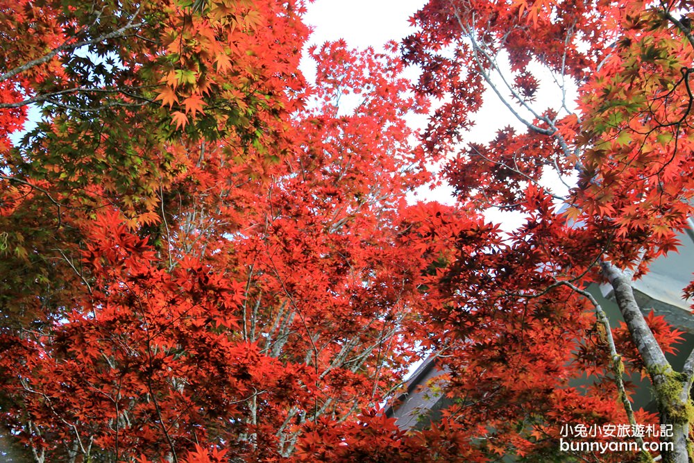 宜蘭太平山莊紅葉隧道，夏季超美火紅紫葉槭韻染翠綠山嵐