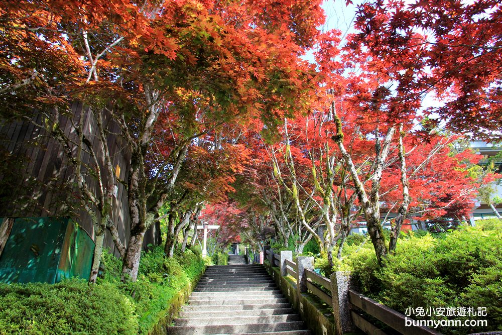 宜蘭太平山莊紅葉隧道，夏季超美火紅紫葉槭韻染翠綠山嵐