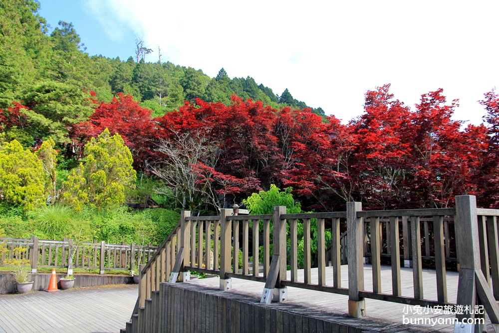 宜蘭太平山莊紅葉隧道，夏季超美火紅紫葉槭韻染翠綠山嵐