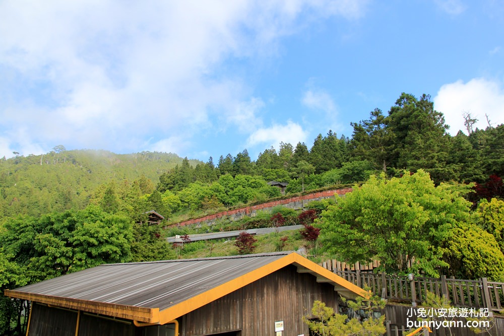 宜蘭太平山莊紅葉隧道，夏季超美火紅紫葉槭韻染翠綠山嵐