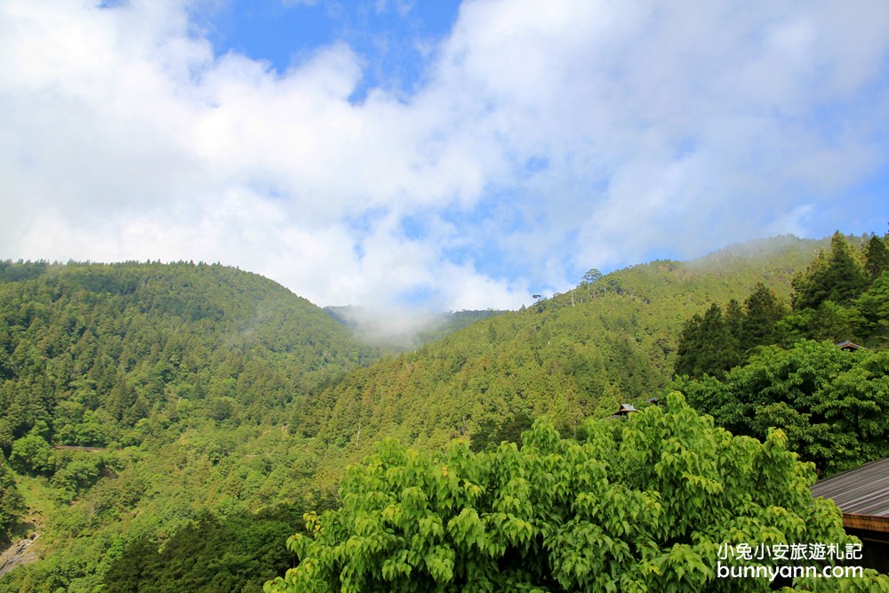 宜蘭太平山莊紅葉隧道，夏季超美火紅紫葉槭韻染翠綠山嵐