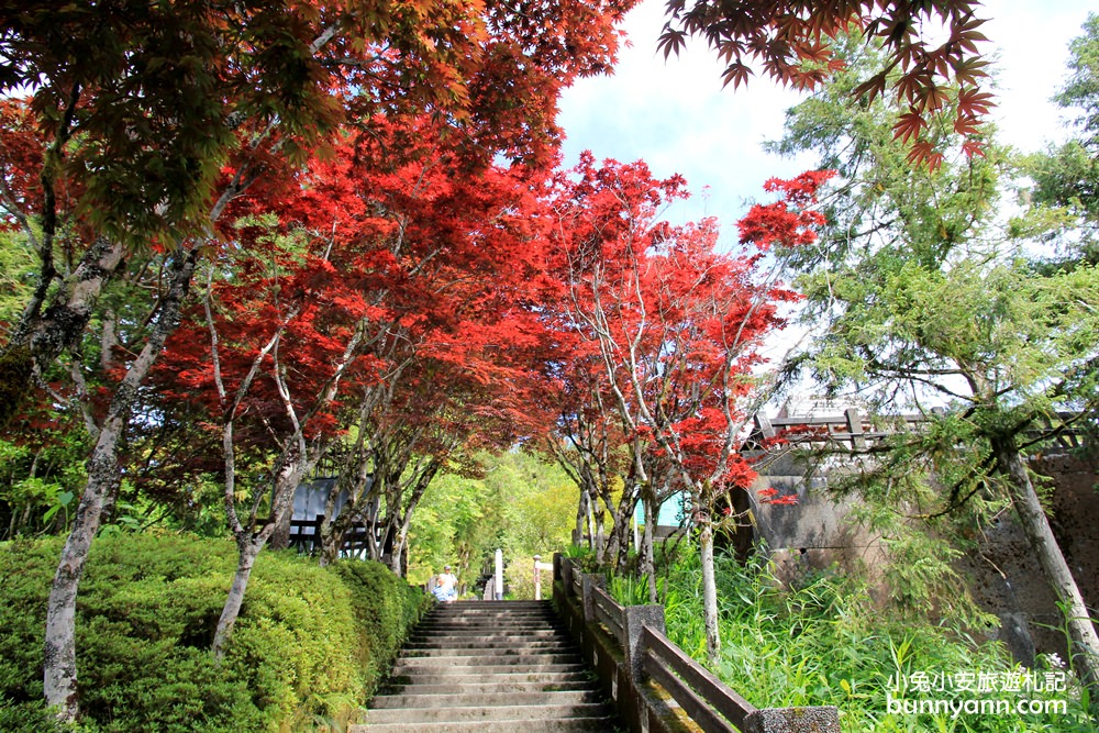 宜蘭太平山莊紅葉隧道，夏季超美火紅紫葉槭韻染翠綠山嵐