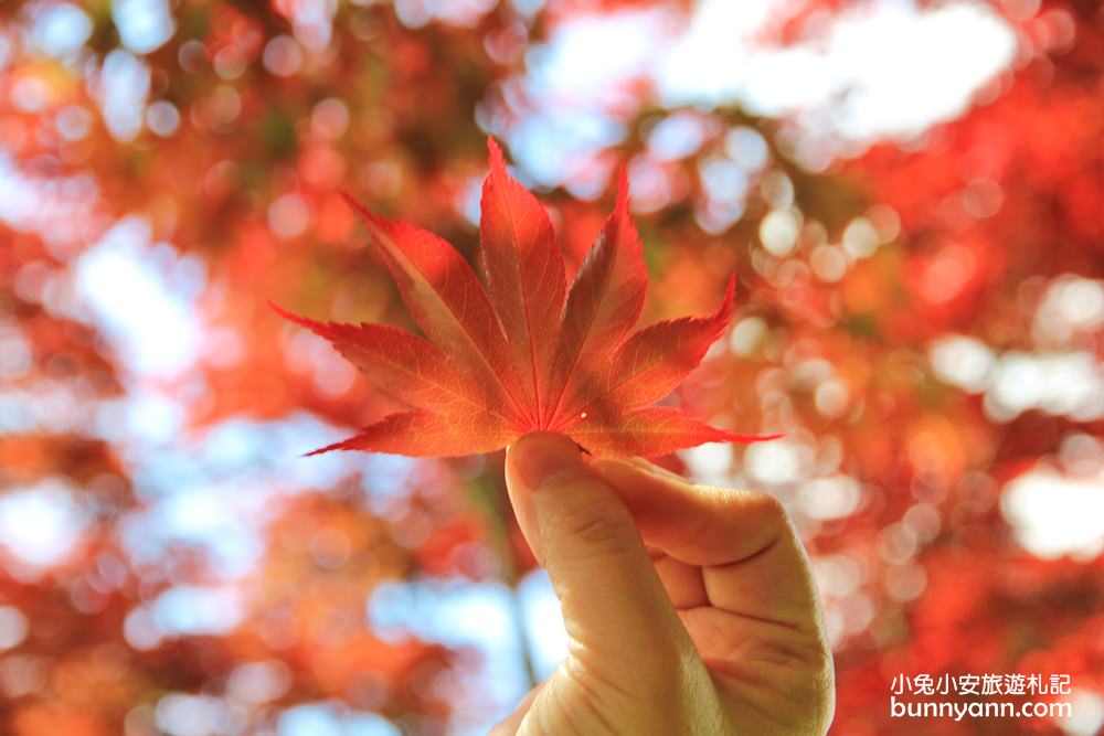 宜蘭太平山莊紅葉隧道，夏季超美火紅紫葉槭韻染翠綠山嵐