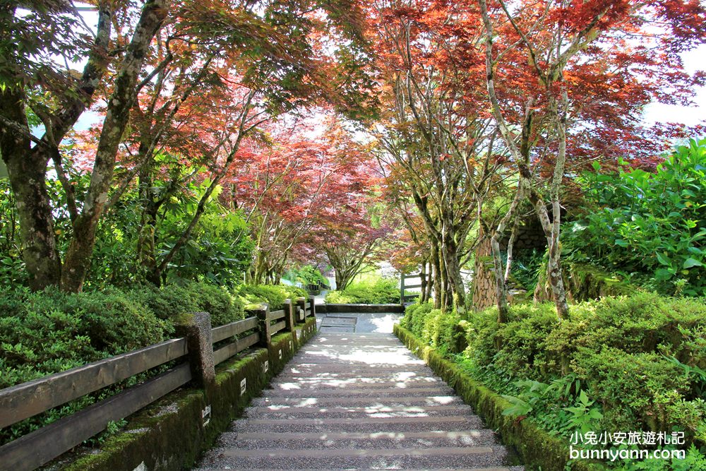 宜蘭太平山莊紅葉隧道，夏季超美火紅紫葉槭韻染翠綠山嵐