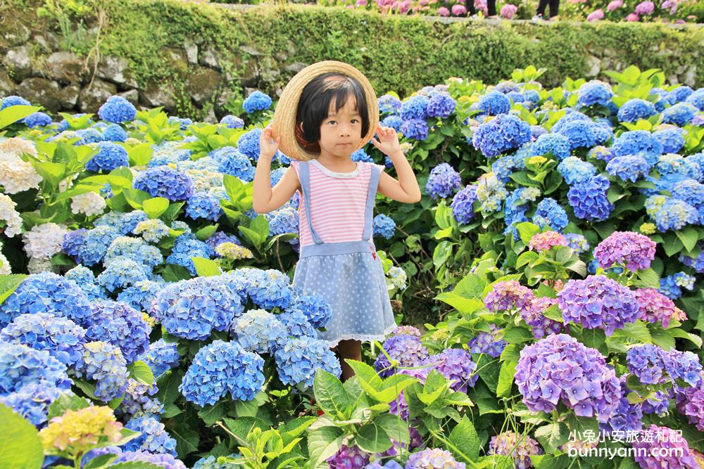 竹子湖超美「大梯田花卉生態農園」繡球花與門票優惠整理