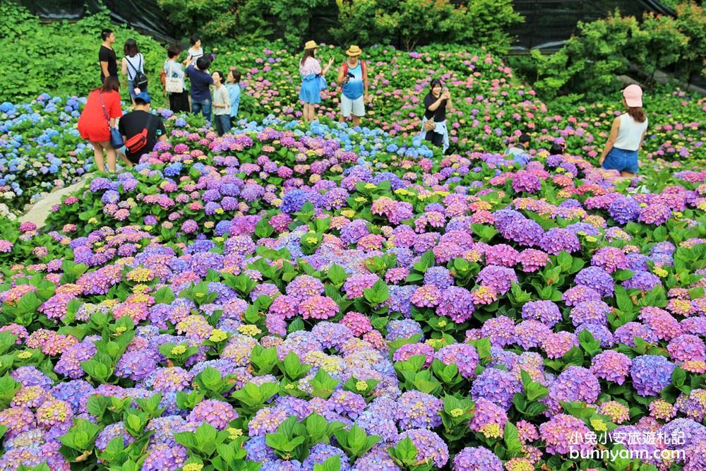 竹子湖一日遊 | 夏初必訪繡球花季！大梯田漸層花田、秘境繡球花田、迷霧繡球花小徑整路拍不停！