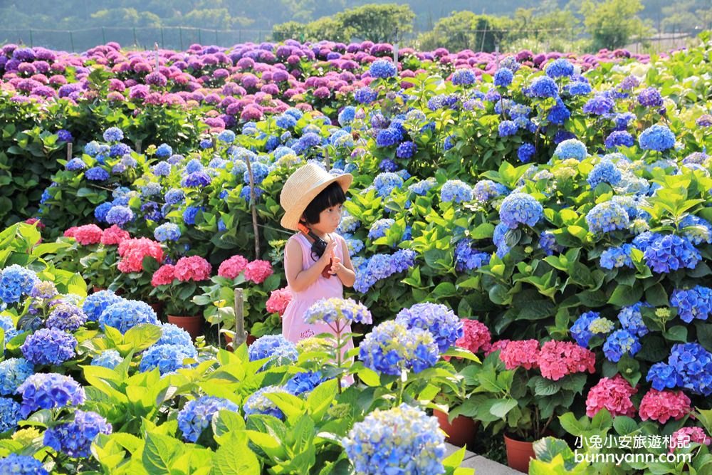 陽明山頂湖「財福繡球花園」大面積繡球花田美麗綻放