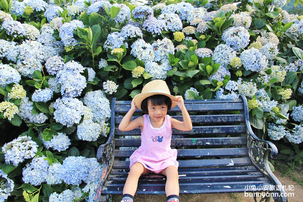 竹子湖「花與樹繡球花園」夢幻系繡球花仙境就在這了