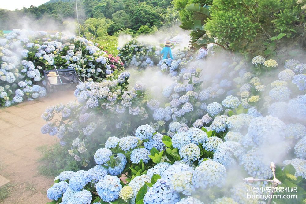 竹子湖一日遊 | 夏初必訪繡球花季！大梯田漸層花田、秘境繡球花田、迷霧繡球花小徑整路拍不停！