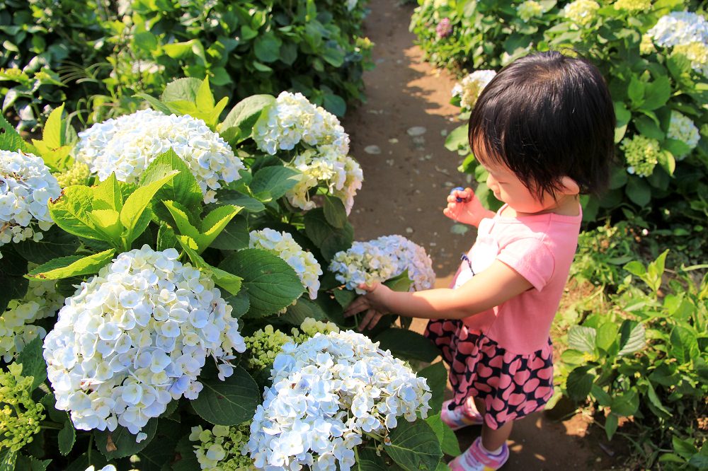 竹子湖一日遊 | 夏初必訪繡球花季！大梯田漸層花田、秘境繡球花田、迷霧繡球花小徑整路拍不停！