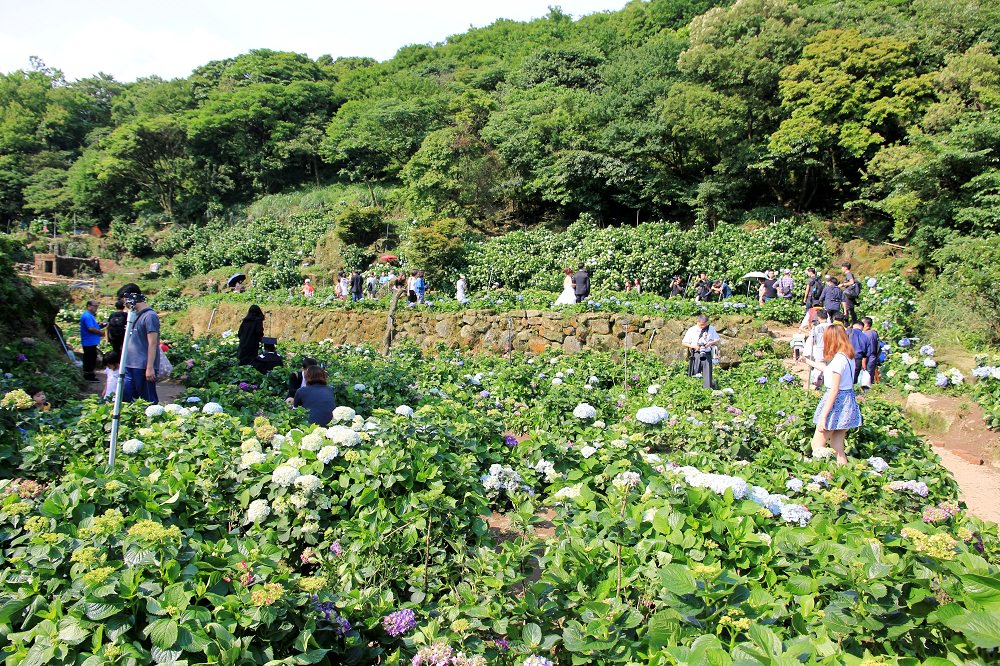 竹子湖一日遊 | 夏初必訪繡球花季！大梯田漸層花田、秘境繡球花田、迷霧繡球花小徑整路拍不停！