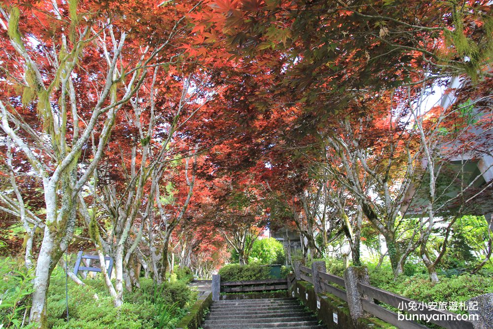 太平山紅葉