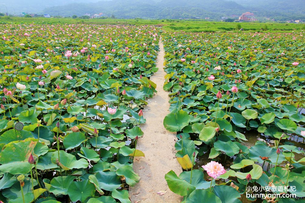 新北景點》季節限定！金山清水農地荷花盛開，粉嫩牡丹蓮免費拍超幸福~