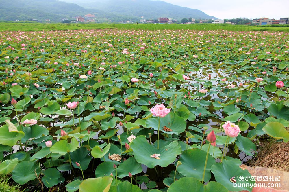 新北景點》季節限定！金山清水農地荷花盛開，粉嫩牡丹蓮免費拍超幸福~