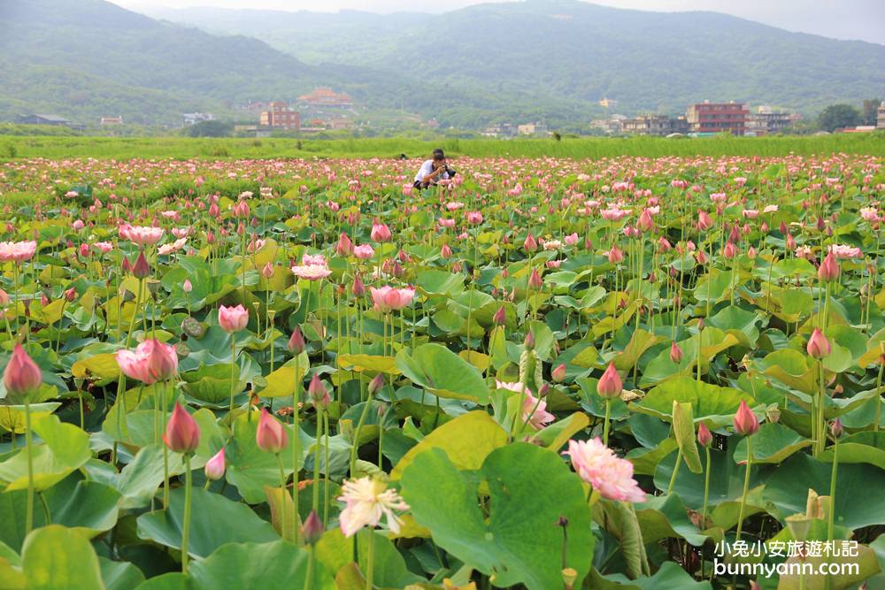 新北景點》季節限定！金山清水農地荷花盛開，粉嫩牡丹蓮免費拍超幸福~