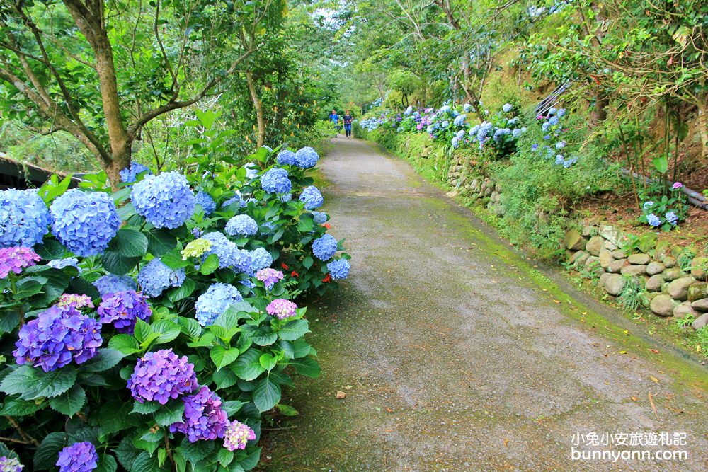 【杉林松境休閒農場】躲在南庄山區的美麗花園(門票介紹)