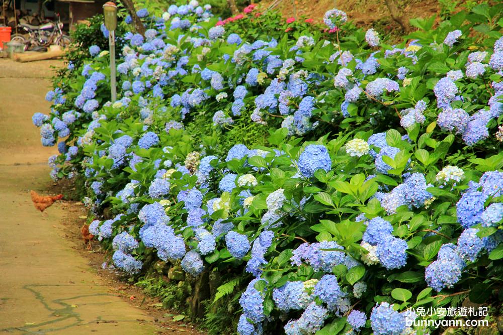 【杉林松境休閒農場】躲在南庄山區的美麗花園(門票介紹)