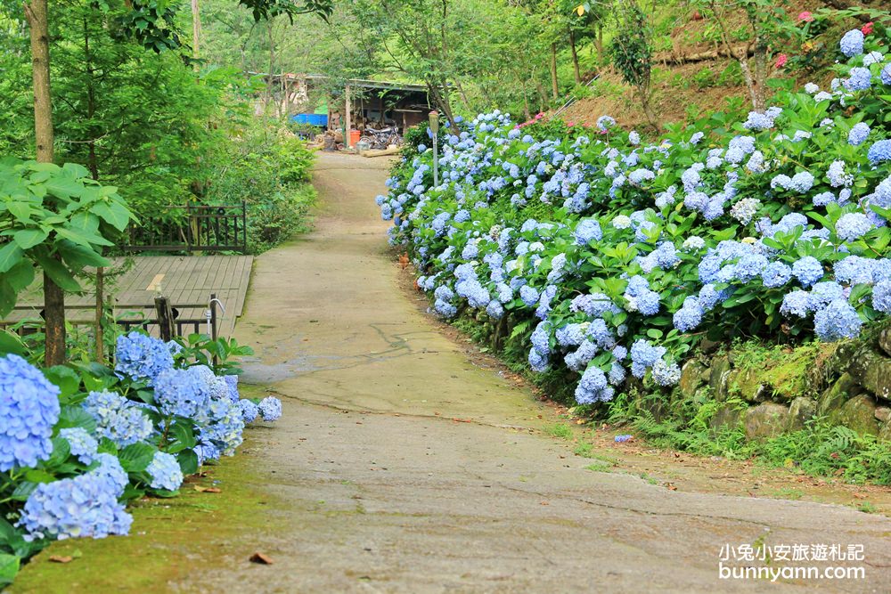 【杉林松境休閒農場】躲在南庄山區的美麗花園(門票介紹)