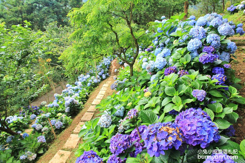 【杉林松境休閒農場】躲在南庄山區的美麗花園(門票介紹)