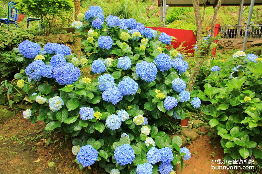 南庄繡球花季 | 浪漫盛夏賞花趣，高山青鱒魚養殖場藍色繡球花團怒放中~