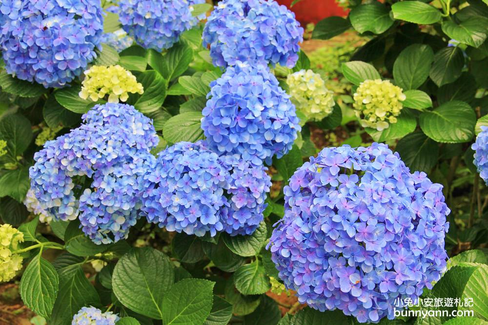 南庄繡球花季 | 浪漫盛夏賞花趣，高山青鱒魚養殖場藍色繡球花團怒放中~