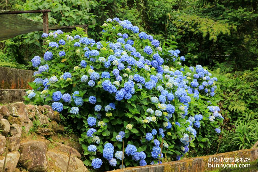 南庄繡球花季 | 浪漫盛夏賞花趣，高山青鱒魚養殖場藍色繡球花團怒放中~